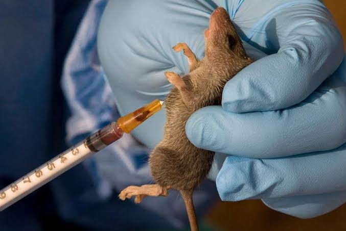 Fear Grips Residents As Lassa Fever Kill 13 Persons In Edo