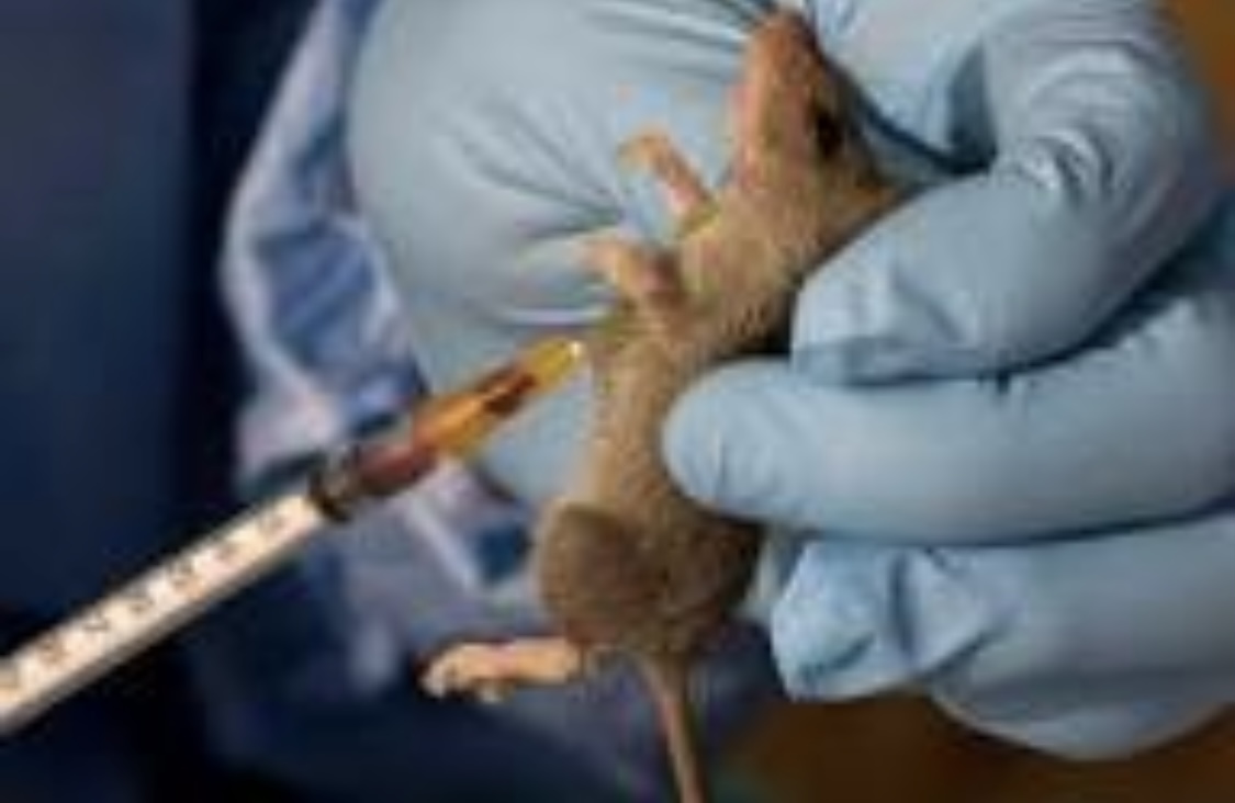 Lassa Fever Claims 15 Lives In Edo